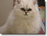 Persian cat