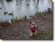 Jorkrsk terier, Yorkshire Terrier,