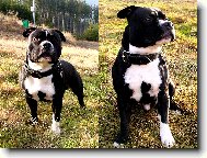 Staffordshire Bullterrier