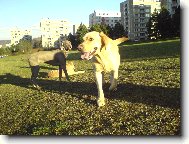 Labrador Retriever