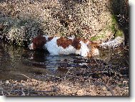 Irish red and white setter \(Dog standard\)