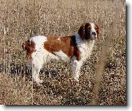 Welsh Springer Spaniel