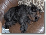 Affenpinscher