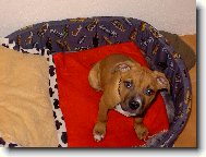 American Staffordshire Terrier