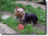 Jorkrsk terier, Yorkshire Terrier,