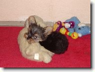 Jorkrsk terier, Yorkshire Terrier,