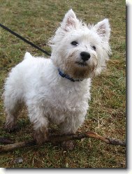 West Highland White Terrier