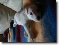 Parson Russel Terrier