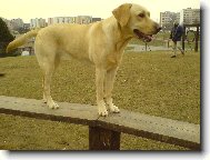 Labrador Retriever