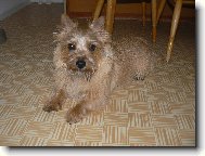 Norwich Terrier