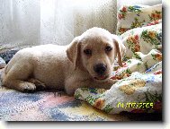 Labrador Retriever