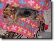 Jorkrsk terier, Yorkshire Terrier,