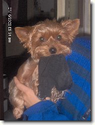 Jorkrsk terier, Yorkshire Terrier,