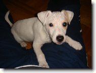 Parson Russel Terrier