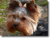 Jorkrsk terier, Yorkshire Terrier,