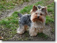 Jorkrsk terier, Yorkshire Terrier,