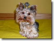 Jorkrsk terier, Yorkshire Terrier,