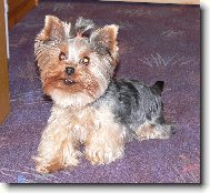 Jorkrsk terier, Yorkshire Terrier,