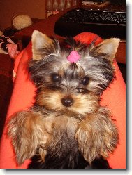 Jorkrsk terier, Yorkshire Terrier,