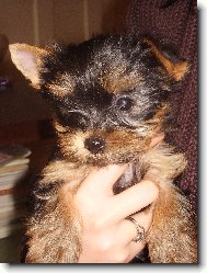 Jorkrsk terier, Yorkshire Terrier,