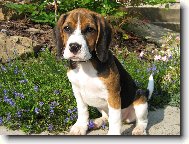 Beagle