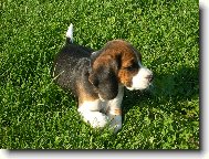 Beagle