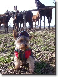 Jorkrsk terier, Yorkshire Terrier,