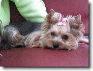 Jorkrsk terier, Yorkshire Terrier,