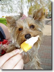 Jorkrsk terier, Yorkshire Terrier,