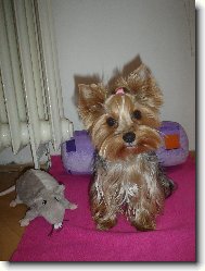 Jorkrsk terier, Yorkshire Terrier,