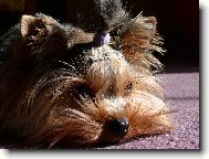 Jorkrsk terier, Yorkshire Terrier,