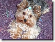 Jorkrsk terier, Yorkshire Terrier,