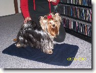 Jorkrsk terier, Yorkshire Terrier,