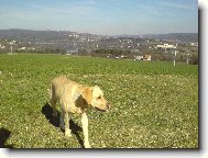 Labrador Retriever