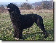 Cao de agua Portugus, Portuguese Water Dog