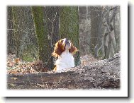 Irish red and white setter \(Dog standard\)