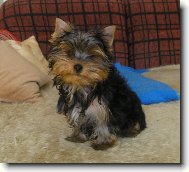 Jorkrsk terier, Yorkshire Terrier,