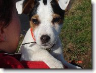 Parson Russel Terrier