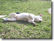 Bull Terrier