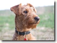 Irish  terrier \\\\\(Dog standard\\\\\)