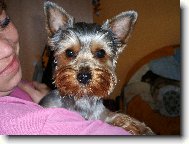 Jorkrsk terier, Yorkshire Terrier,