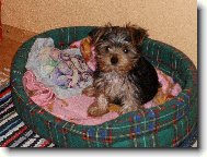 Jorkrsk terier, Yorkshire Terrier,