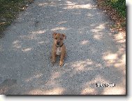 American Staffordshire Terrier