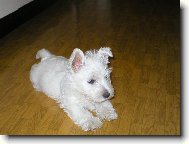 West Highland White Terrier