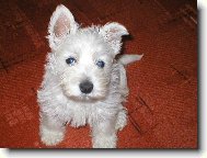 West Highland White Terrier