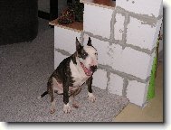 Bull Terrier