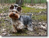 Jorkrsk terier, Yorkshire Terrier,