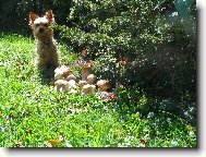 Jorkrsk terier, Yorkshire Terrier,