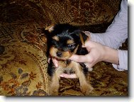 Jorkrsk terier, Yorkshire Terrier,