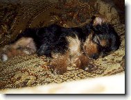 Jorkrsk terier, Yorkshire Terrier,